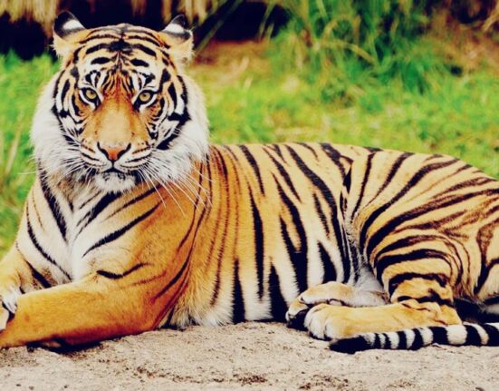 international tiger day 2024