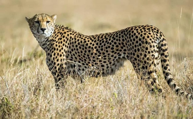 cheetah pawan