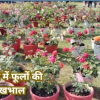 Flower Care in Winter