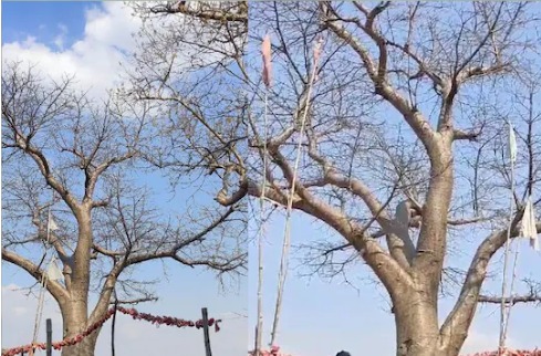 Kalpavriksha