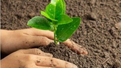 World Environment Day