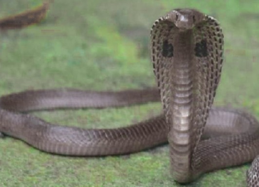Nag Panchami 2025